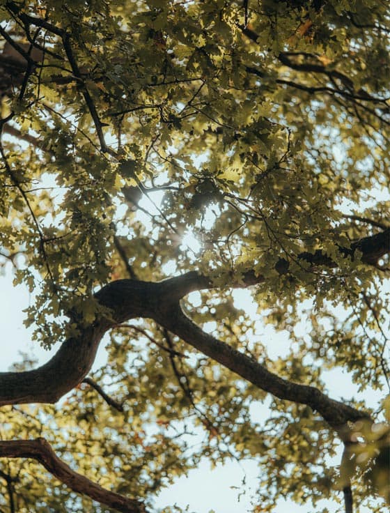 Web-About-4 Our Enviroment, Our Planet